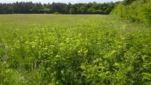 Pohľad na časť TML zarastajúca výmladkami agáta (pozdĺž lesa s agátmi)