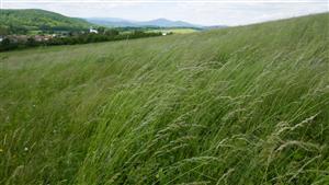 Pohľad na časť TML s biotopmi Tr1 a Lk1 (alebo prechod s Tr1)