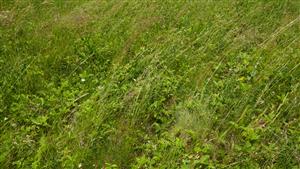 Pohľad na biotop Tr1 - na spoločenstvo s dominaciou Festuca rupicola a Fragaria viridis