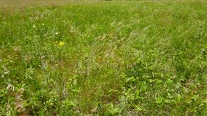 Pohľad na biotop Tr1 - na spoločenstvo s dominaciou Festuca rupicola a Fragaria viridis