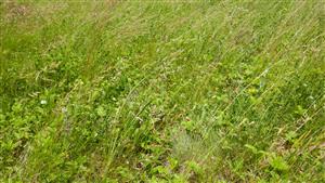 Pohľad na biotop Tr1 - na spoločenstvo s dominaciou Festuca rupicola a Fragaria viridis