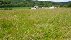 Pohľad na časť TML s biotopom Tr1