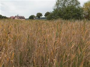 intenzívne zarastanie s Phragmites australis
