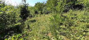 S zarastená časť lokality a posledný malý kus degradovaného biotopu 6510