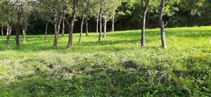 J časť lokality (sad)