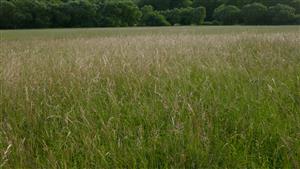 Pohľad na časť TML - biotop Lk1