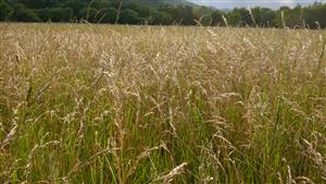 Pohľad na spoločenstvo - biotop Lk1