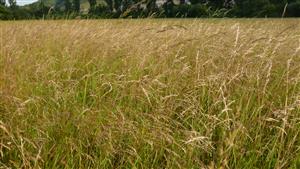 Pohľad na spoločenstvo - biotop Lk1