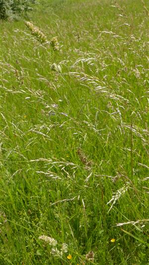Pohľad na spoločenstvo (detail) - biotop Lk1