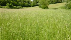 Pohľad na časť TMP - biotop Lk1