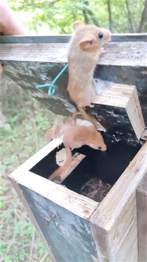3x Muscardinus avellanarius po vyskočení z búdky