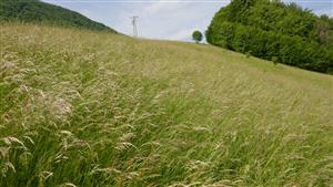 Pohľad na časť TML - biotop Lk1