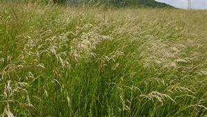 Pohľad na biotop Lk1