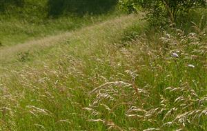 Pohľad na časť TML - biotop Lk1