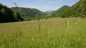 Pohľad na časť TML s biotopom Lk1