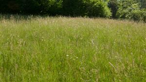 Pohľad na biotop Lk1