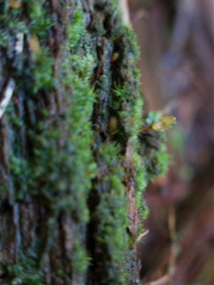 TMP_01 s Buxbaumia viridis