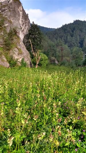 Pohľad na porasty cieľového biotopu s dominujúcim druhom Cirsium oleraceum.