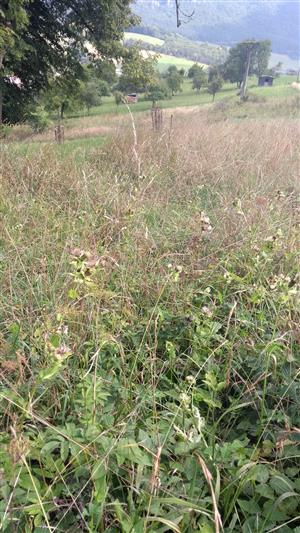 Celkový pohľad na monitorovaciu lokalitu.