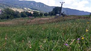 Pohľad na porasty cieľového biotopu.