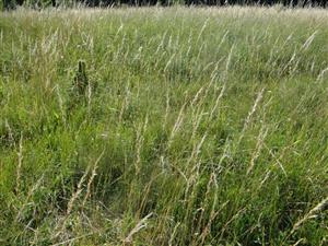 Detail traviného porastu na TML_6510_165
