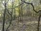 Teplomilné panónske dubové lesy (8.10.2014)
