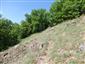 jašterica múrová (19.6.2022)