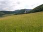 Nížinné a podhorské kosné lúky (22.6.2014)
