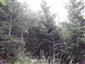 Smrekovcovo-limbové lesy (6.9.2022)