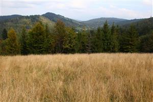 pohľad na biotopy bez manažmentu