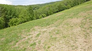 Pohľad na časť TML s degradovaným biotopom Lk1 (pravdepodobne stádlením)