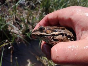 Rana ridibunda