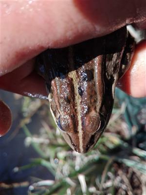 Rana ridibunda