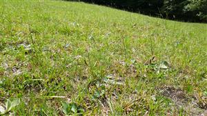 Pohľad na vypasené spoločenstvo - biotop Lk1