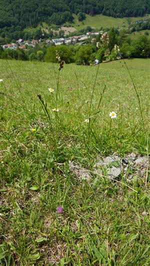 Pohľad na načasť TML s vypaseným biotopom Lk1