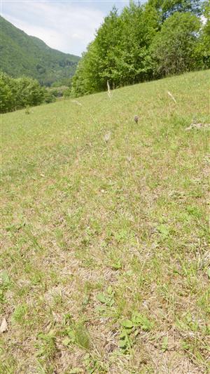 Pohľad na časť TML s biotopom Tr1 (vypasená lokalita)