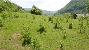 Pohľad na jelšou zarastajúcu časť TML s biotopom Lk1