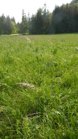 Pohľad na časť TML s biotopom Lk1