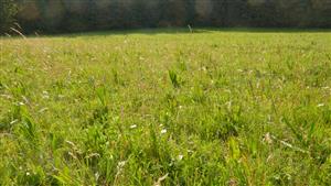 Pohľad na časť TML s biotopom Lk1