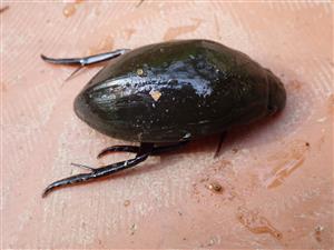 Hydrophilus piceus