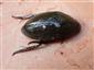 Hydrophilus piceus