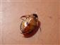 Graphoderus bilineatus