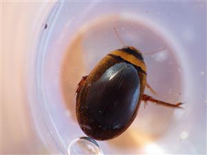 Graphoderus bilineatus