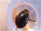 Graphoderus bilineatus