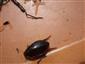 Hydrophilus piceus (Hydrophilidae)