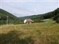 jašterica múrová (7.7.2022)