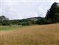jašterica múrová (25.6.2022)