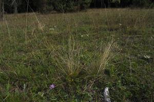 časť plochy s Nardus stricta, kde má biotop skôr charkater Tr8