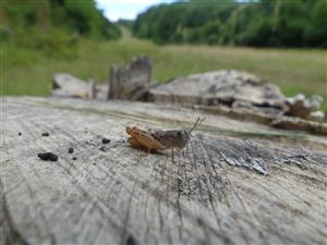 Paracaloptenus caloptenoides samica