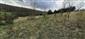 jašterica zelená (15.4.2022)